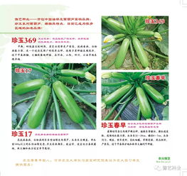 2020年豫藝種業產品畫冊