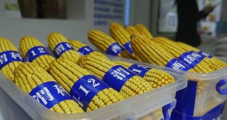 渭南:陜西“米袋子”“果盤子”“菜籃子”“肉案子”“奶瓶子”