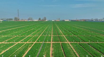 更全、更專、更廣 中國種子大會(huì)馬蘭小麥種業(yè)展示會(huì)引領(lǐng)種業(yè)創(chuàng)新